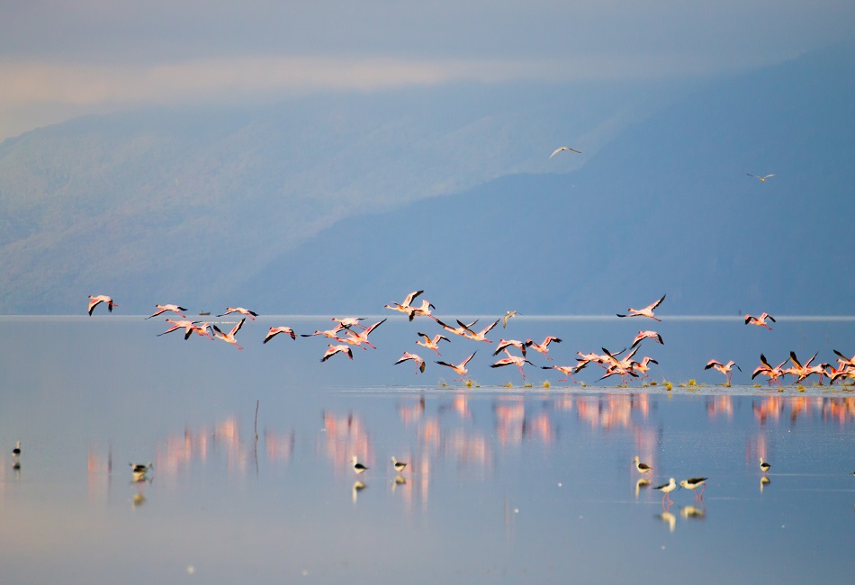 lake-manyara-flamingo-serengeti-african-tours