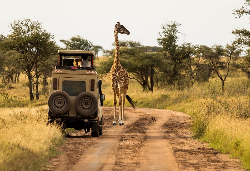 lake-manyara-girafe-serengeti-african-tours