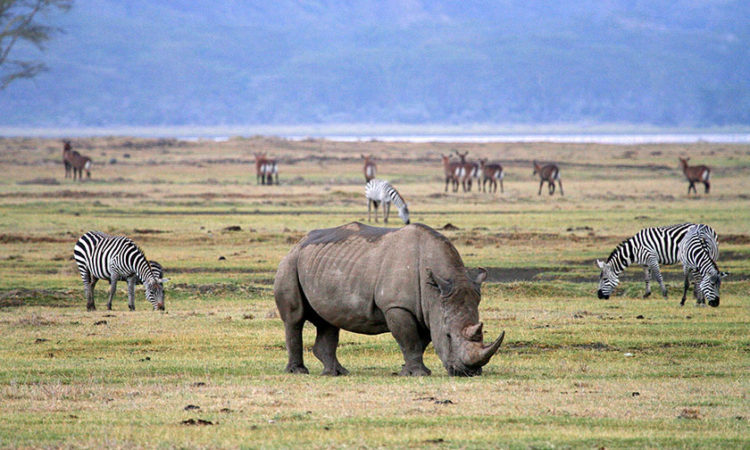 3-Days-Ngorongoro-Crater-Safaris