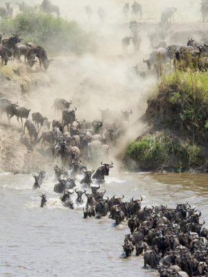 Migration Sere