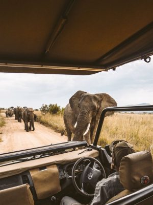 Open vehicle safari