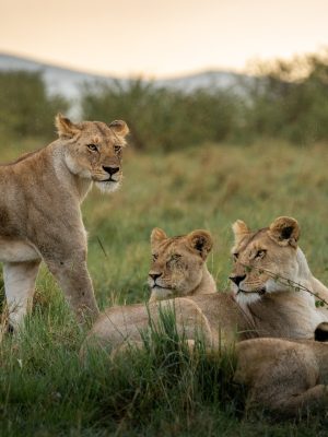 Serengeti Lion 1