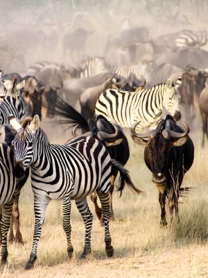 Serengeti Migration