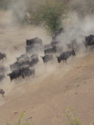 Wildbeest Serengeti